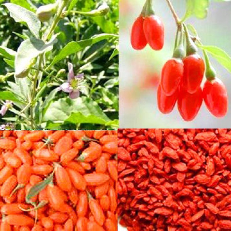 Чай от годжи бери x 40 бр. Чай от годжи бери x 40 бр.