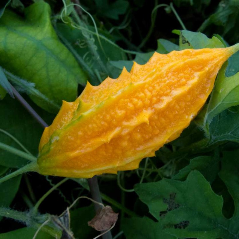 Momordica Момордика Билкова паста с горчив пъпеш 250гр. Momordica Момордика Билкова паста с горчив пъпеш 250гр.